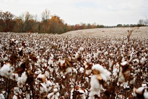 cotton fields