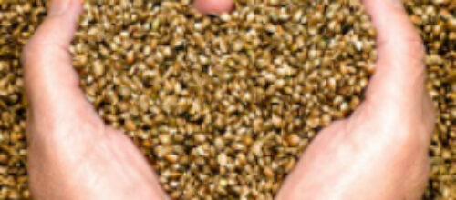 A Time to Reap or a Time to Sow?