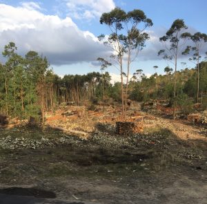 "Slash and Burn" forestry in Madagascar