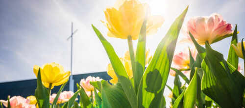 Video: An Easter devotion with President Harrison